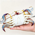 Live blue swimming crab held in a hand against a white background