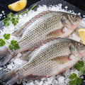 Two whole tilapia on crushed ice with herbs