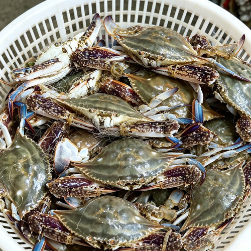Pile of live blue swimming crabs in a basket