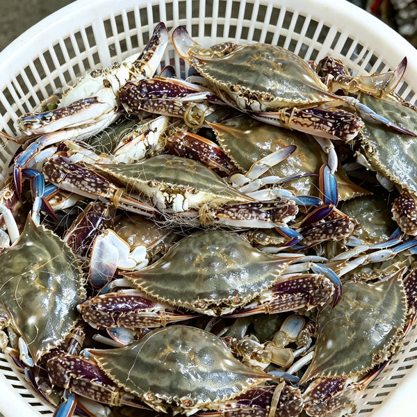 Frozen Whole Blue Swimming Crab
